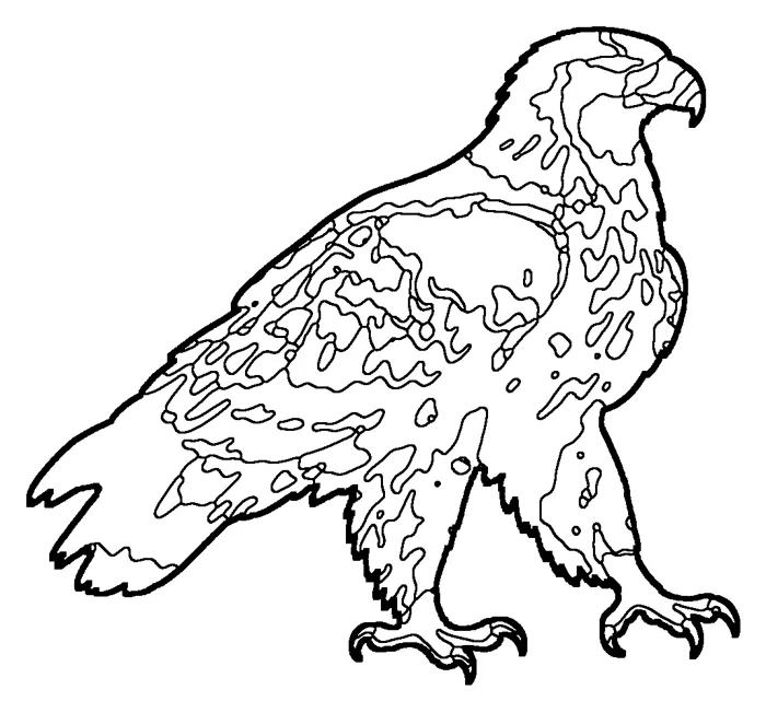 Coloriage : Aigle impérial