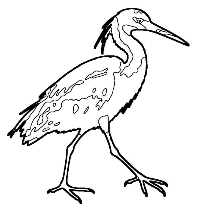 Coloriage : Aigrette dimorphe