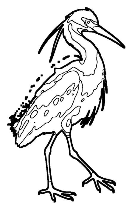 Coloriage : Aigrette garzette