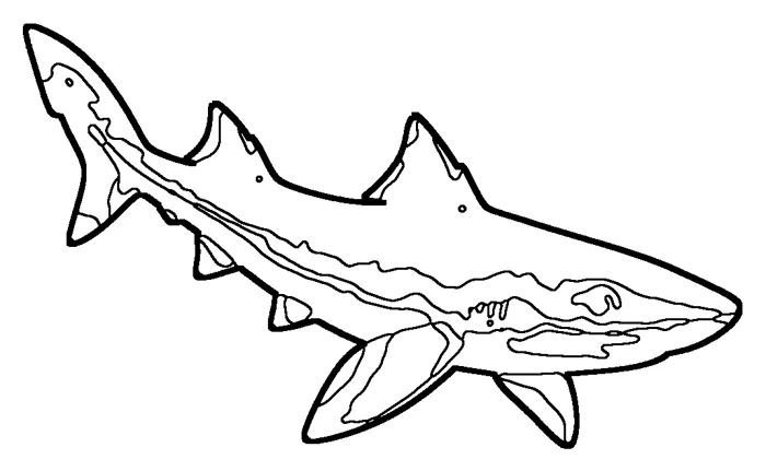 Coloriage : Aiguillat commun