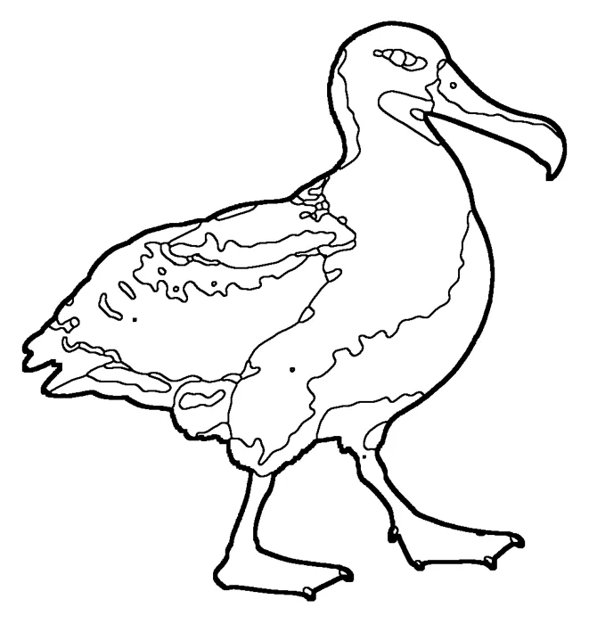 Coloriage : Albatros hurleur