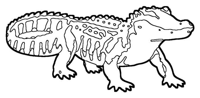 Coloriage : Alligator du Mississippi