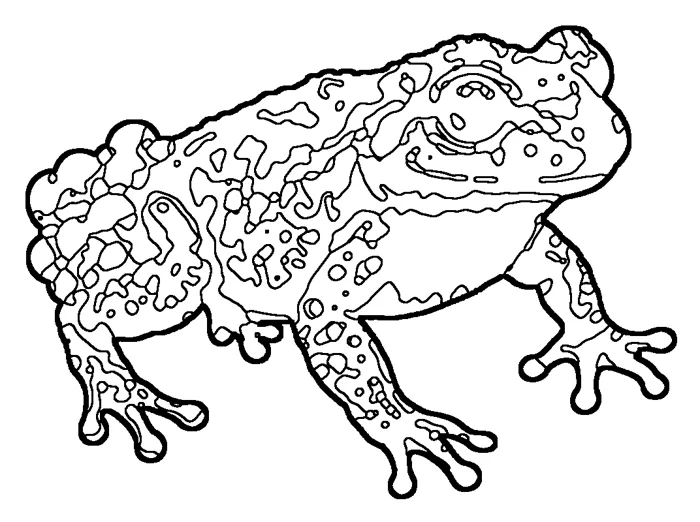 Coloriage : Alyte accoucheur