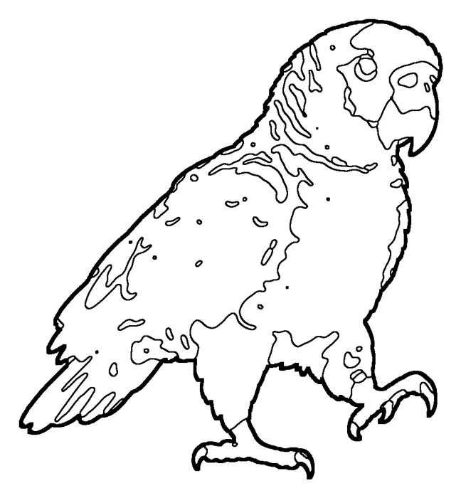 Coloriage : Amazone impériale