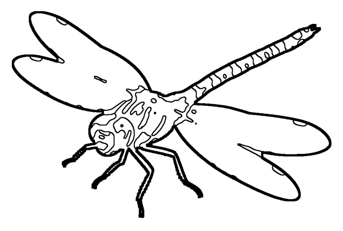 Coloriage : Anax empereur