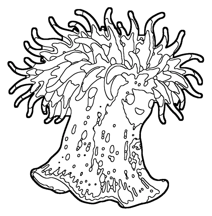 Coloriage : Anémone tomate
