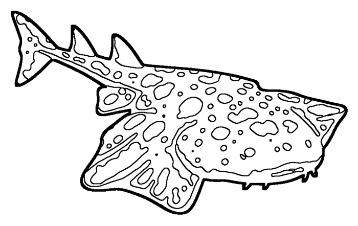Coloriage : Ange de mer commun