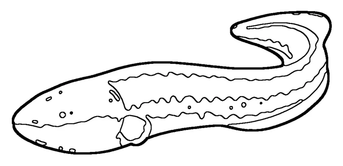 Coloriage : Anguille électrique