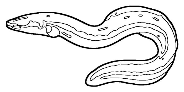 Coloriage : Anguille européenne