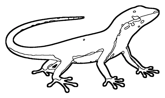 Coloriage : Anolis vert