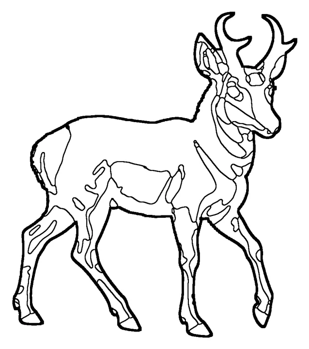 Coloriage : Antilope d’Amérique