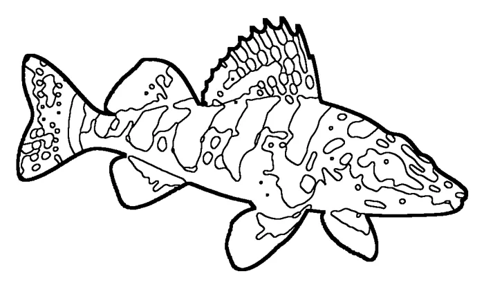 Coloriage : Apron du Rhône