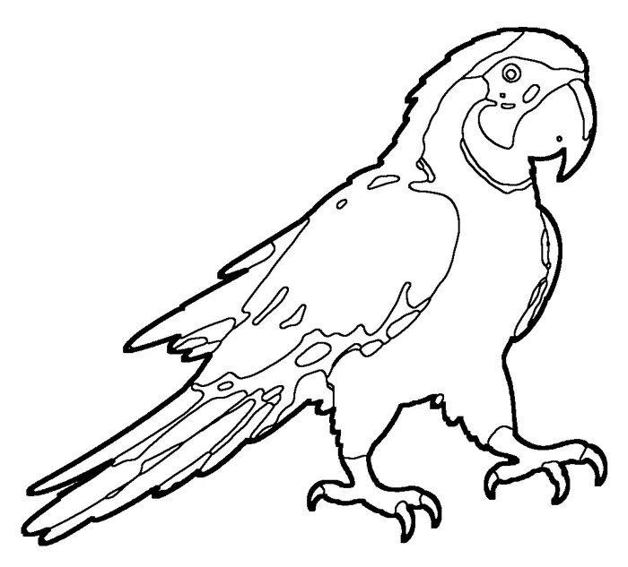 Coloriage : Ara bleu