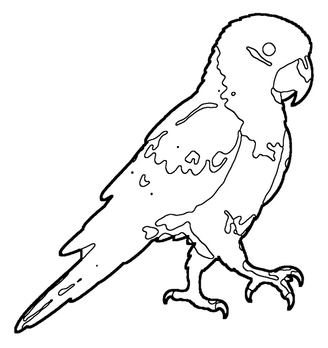 Coloriage : Ara de Spix