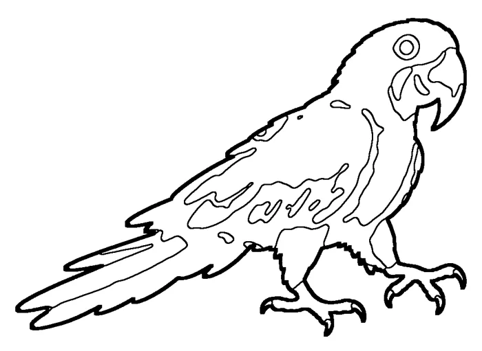Coloriage : Ara hyacinthe