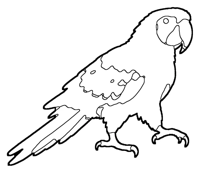 Coloriage : Ara rouge