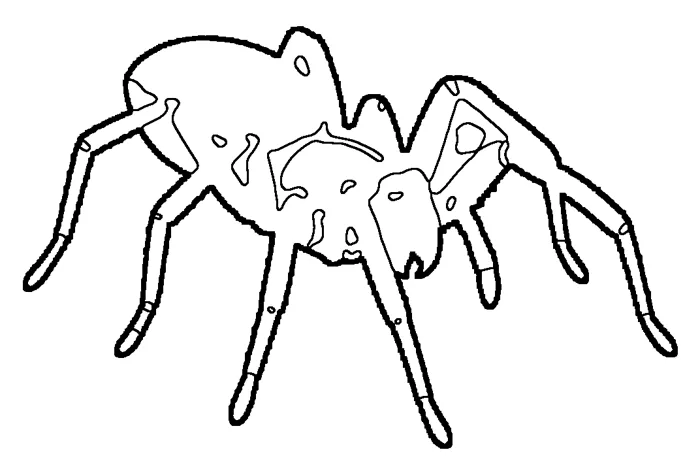 Coloriage : Araignée à sac jaune