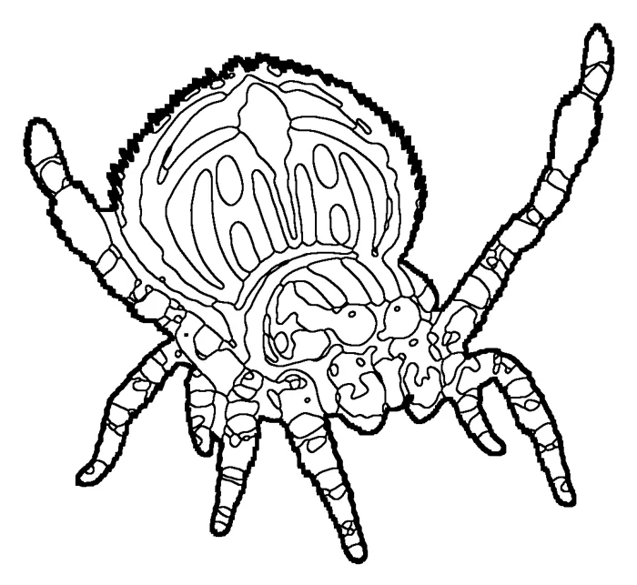 Coloriage : Araignée-paon