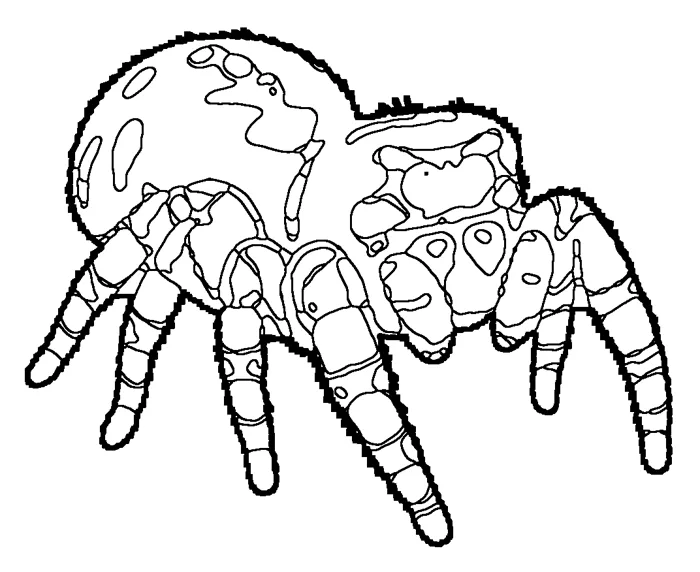 Coloriage de l'araignée sauteuse royale