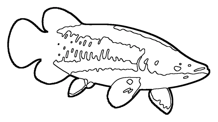 Coloriage : Arapaïma