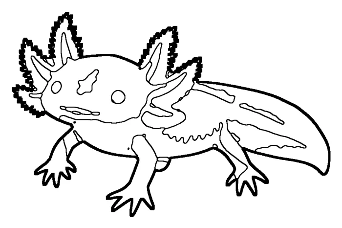 Coloriage : Axolotl