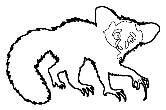 Coloriage : Aye-aye