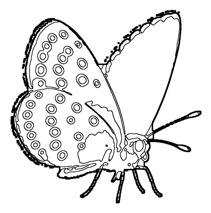 Coloriage : Azuré du serpolet