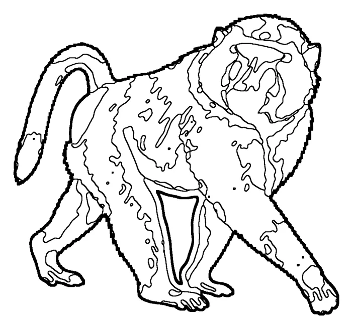 Coloriage : Babouin olive