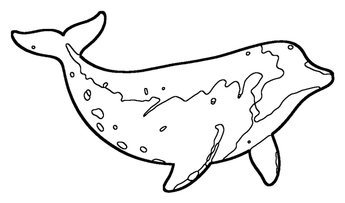 Coloriage : Baleine à bec de Baird