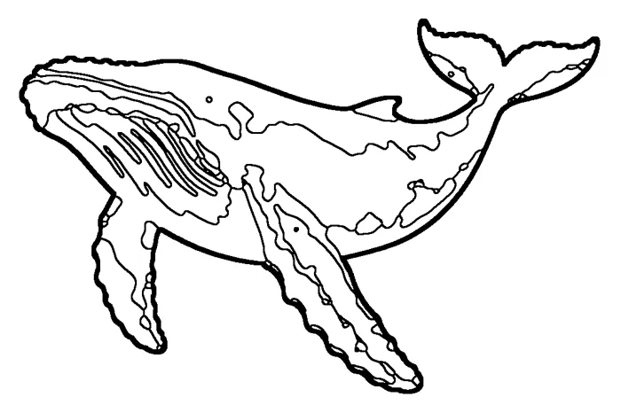 Coloriage : Baleine à bosse