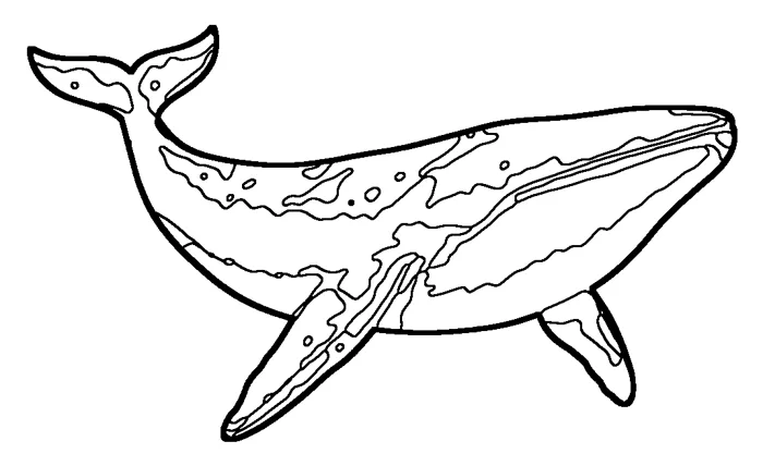Coloriage : Baleine bleue