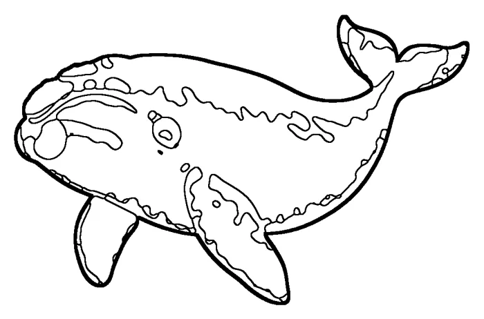 Coloriage : Baleine franche boréale