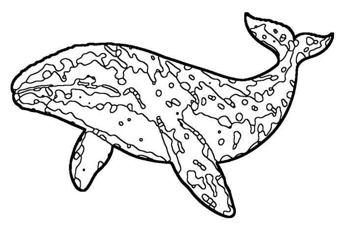 Coloriage : Baleine grise