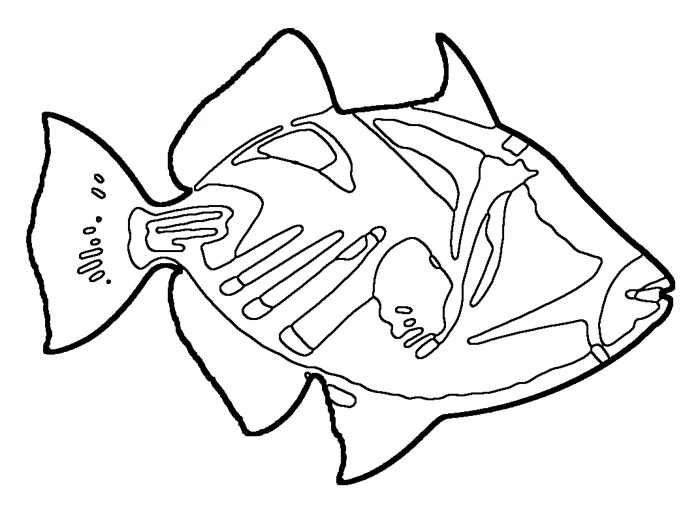 Coloriage : Baliste Picasso