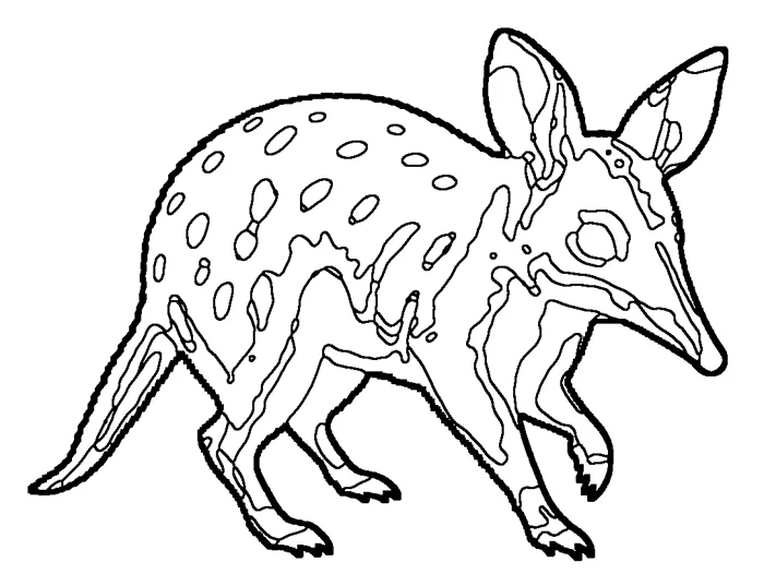 Coloriage : Bandicoot à long nez