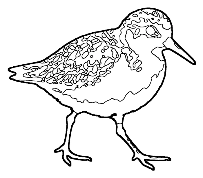 Coloriage de le bécasseau sanderling
