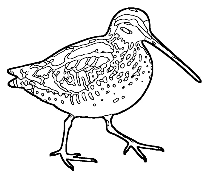 Coloriage : Bécassine des marais