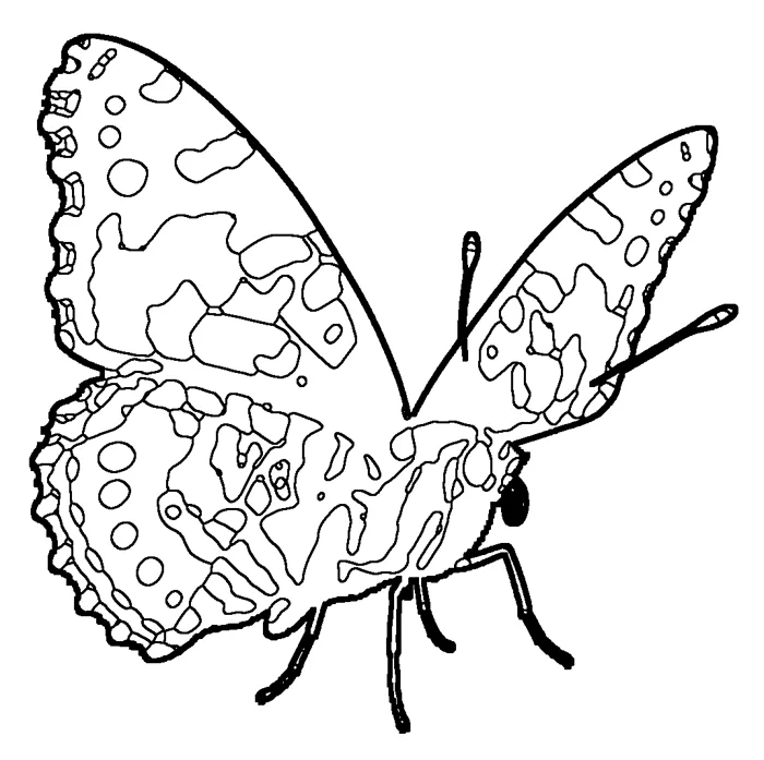 Coloriage : Belle-Dame