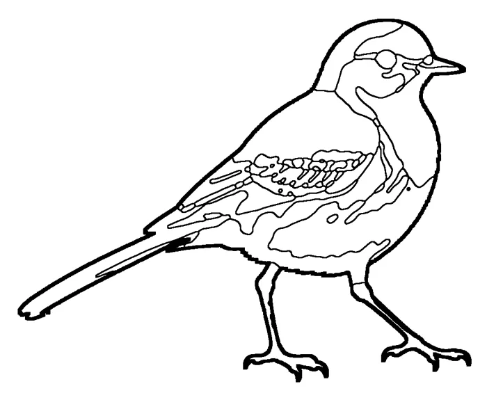 Coloriage de la bergeronnette grise