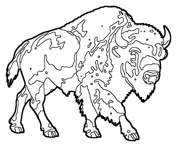 Coloriage de le bison d’Amérique