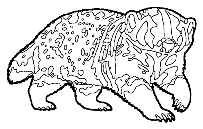 Coloriage : Blaireau d’Amérique