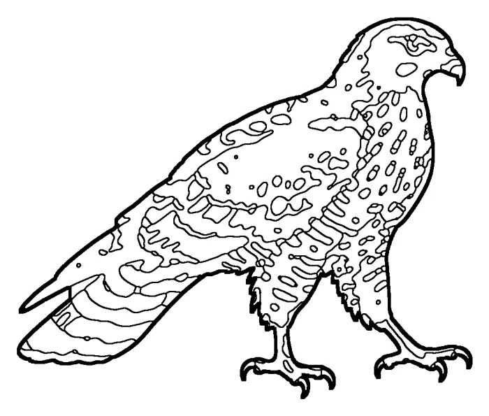Coloriage de la bondrée apivore