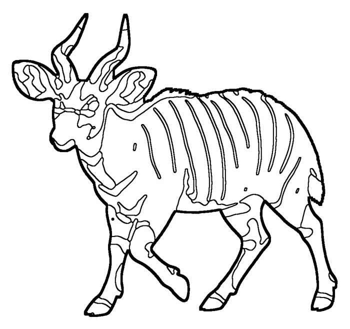 Coloriage de le bongo