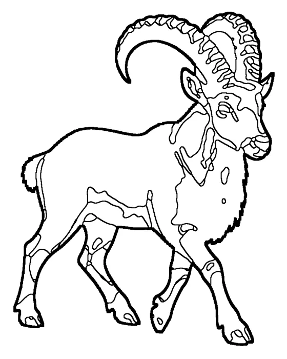 Coloriage : Bouquetin d’Éthiopie