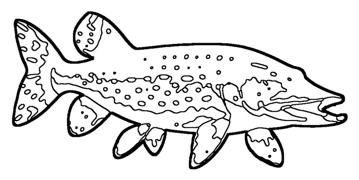 Coloriage : Brochet