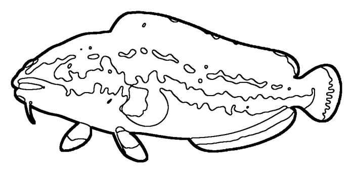 Coloriage : Brosme