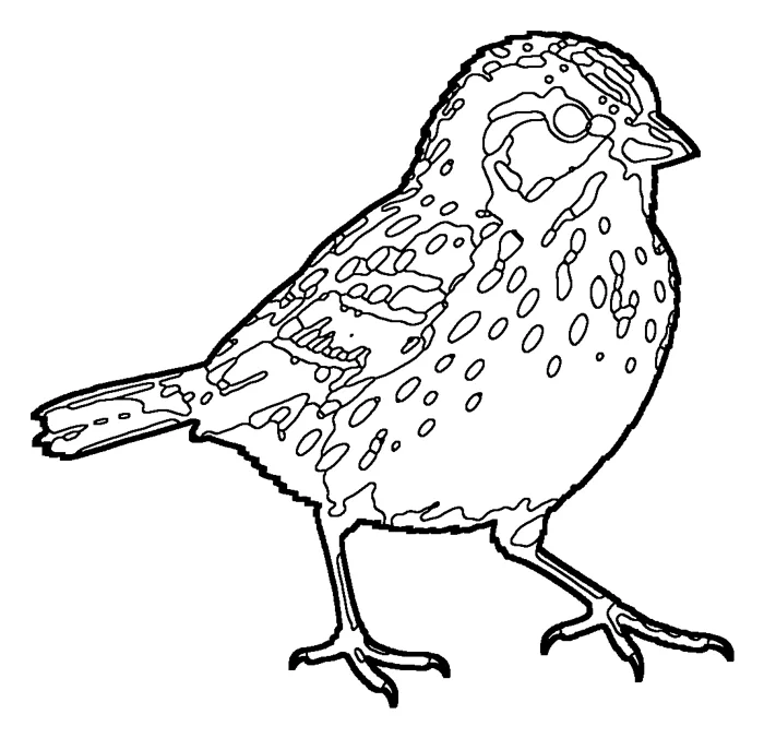 Coloriage : Bruant de Henslow