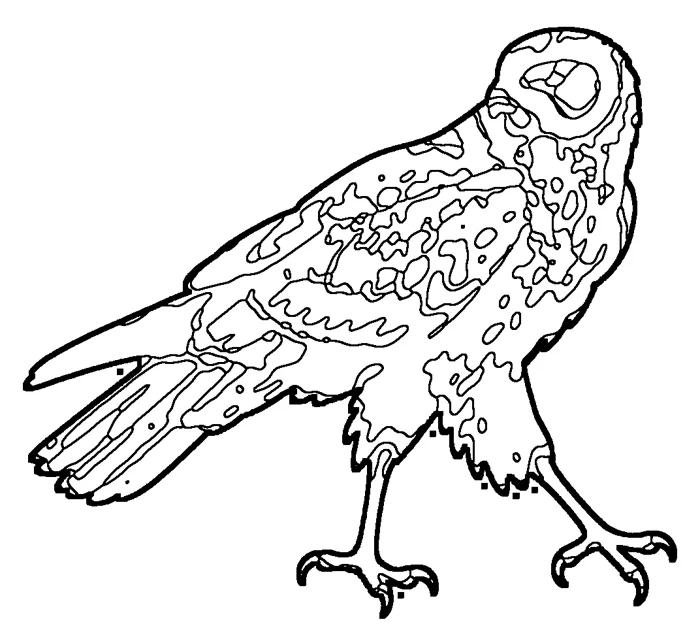 Coloriage : Busard des roseaux