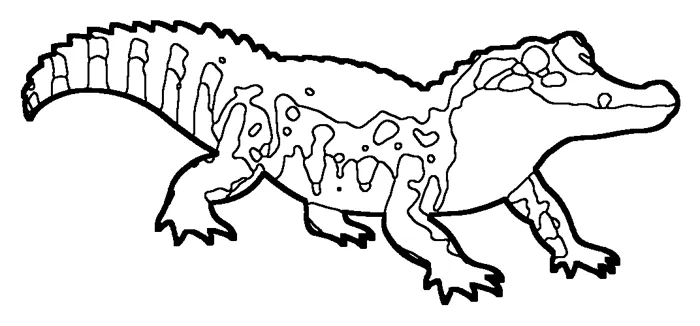 Coloriage : Caïman à lunettes