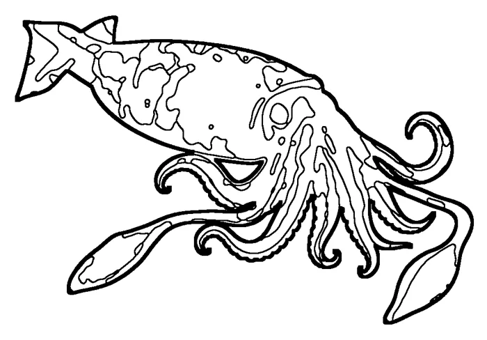Coloriage de le calmar colossal